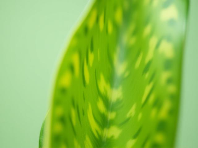 Close-up of a vibrant Snake Plant leaf