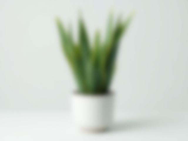 Sansevieria Trifasciata 'Laurentii' or Snake Plant