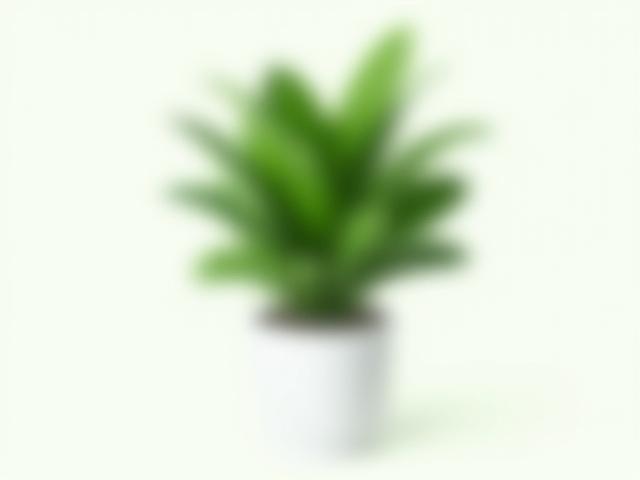 Zamioculcas zamiifolia or ZZ Plant